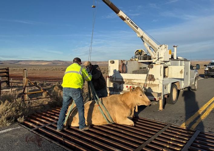 Cow being moved from roadway