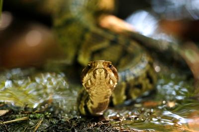 Snake in Helmut