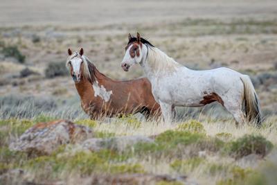 Wild foal shot and killed near Mono Lake - investigation underway