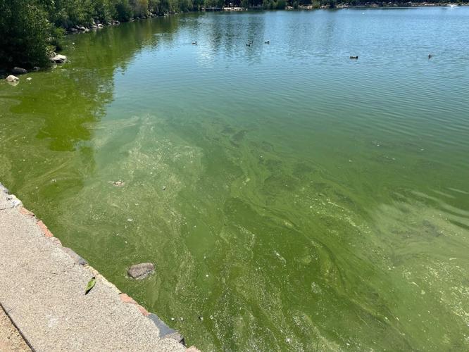 Virginia Lake Algal bloom