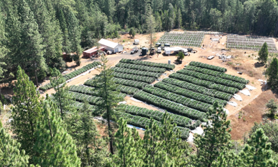cannabis farm nevada county.PNG