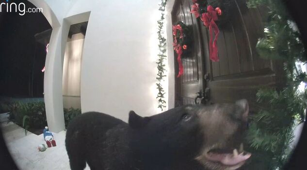 Florida Homeowner Scares Away Bear From Front Door