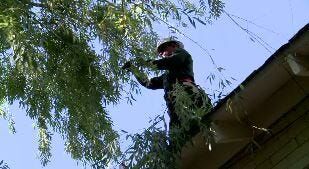 Keeping Trees Healthy During the Drought