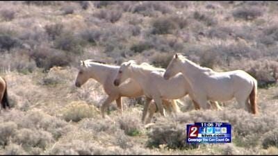 President Trump Budget Would Allow Sale of Wild Horses for Slaughter