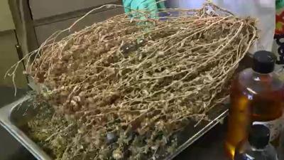 Using Weeds as Biodiesel