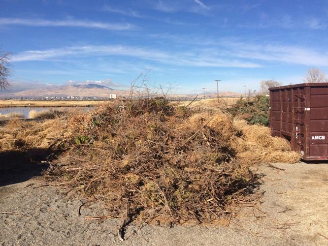 Truckee Meadows collecting green waste this weekend