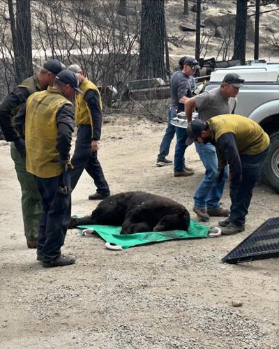 Davis Fire injured bear Nugget 4.jfif