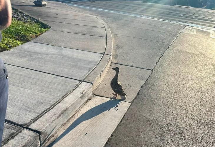 duckling big.JPG