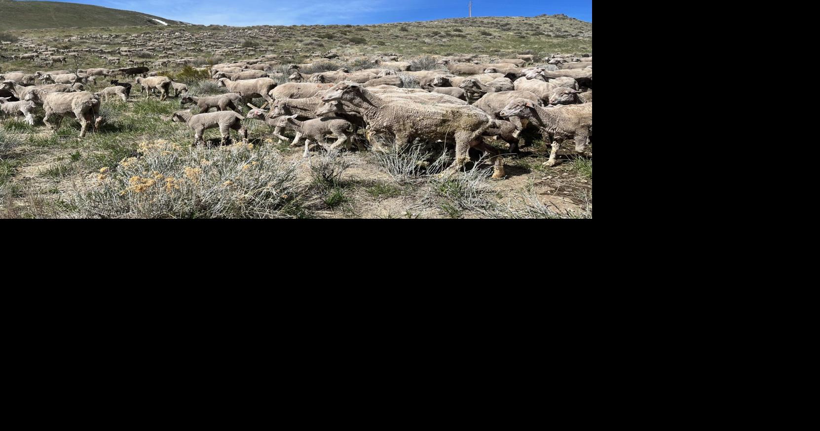 Sheep return to hills as fire prevention effort ramps up | Agriculture ...