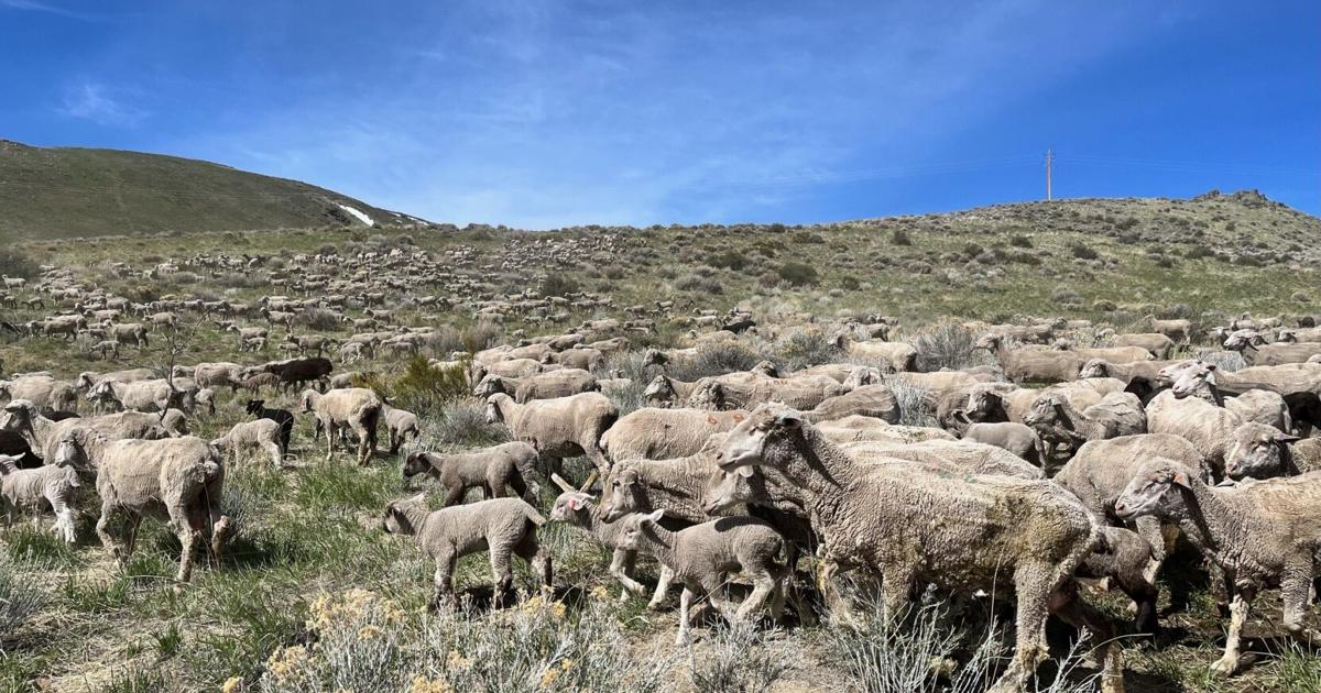 Sheep return to hills as fire prevention effort ramps up | Agriculture ...