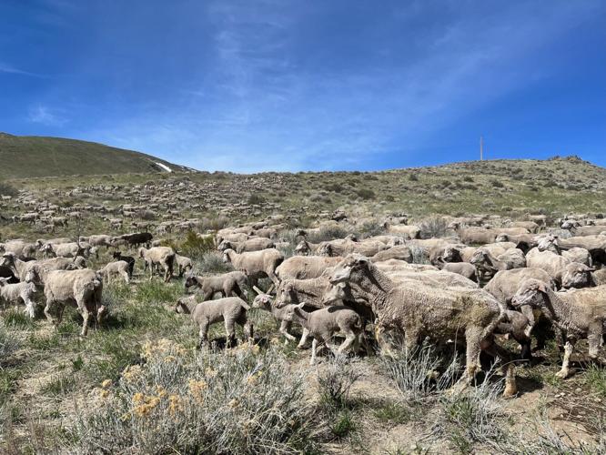 Annual Carson City Fuel Reduction Project Using Sheep