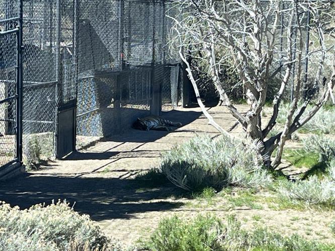 Animal Ark Opening Day