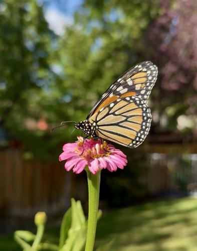 Monarch on a Zinnia