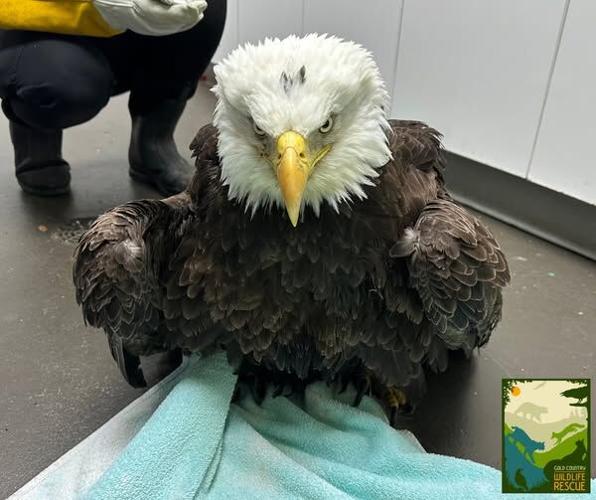 Bald Eagle that suffers fatal injuries