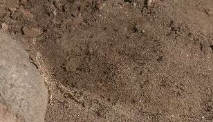 Are Ants Bugging You This Spring? You're Not Alone!