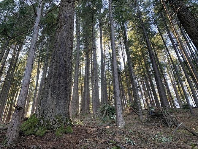 Paradise Lake prescribed burning 1.jpg