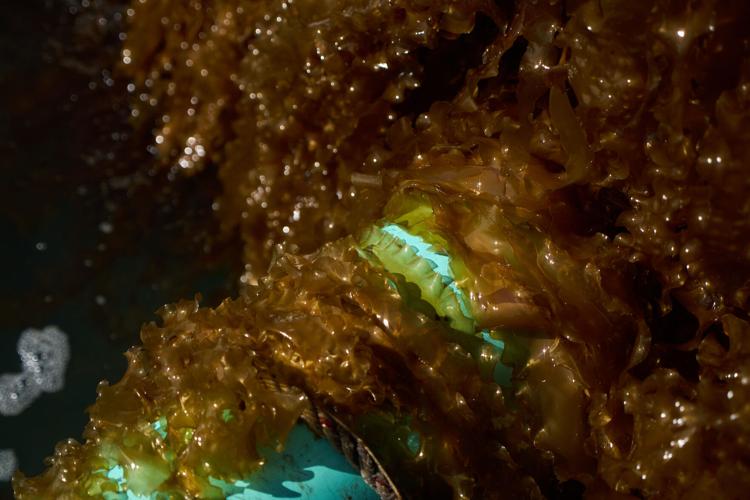 Climate Kelp Biofuels