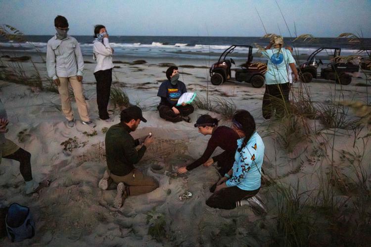 Sea Turtle Nests Record