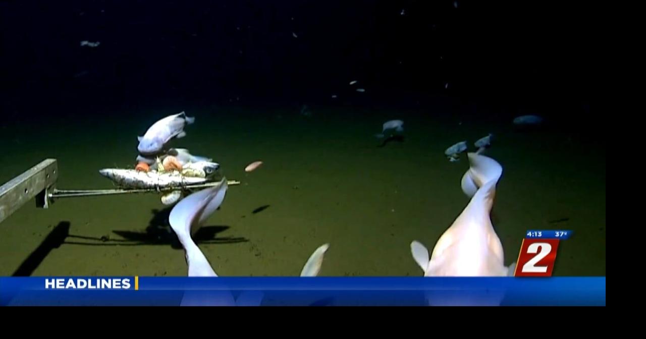 Record For Deepest Fish Ever Filmed News 2news com