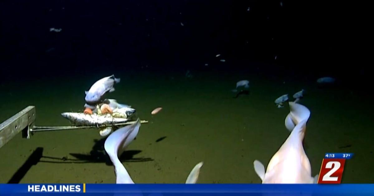 Record For Deepest Fish Ever Filmed | News | 2news.com