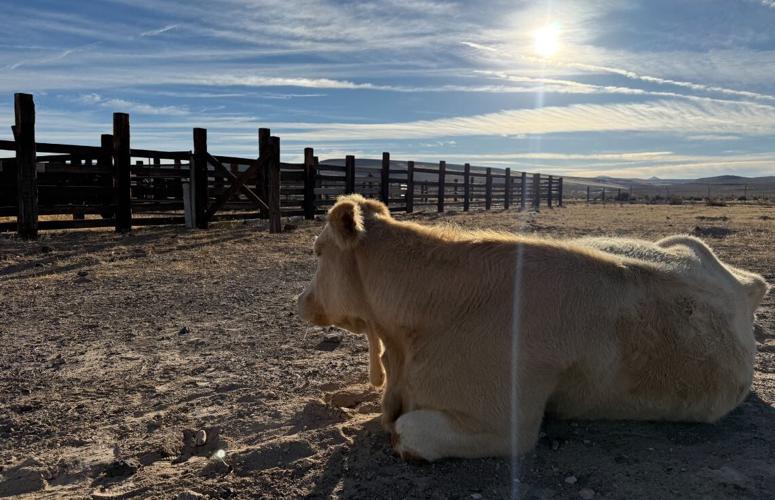 Cow stuck on SR 447