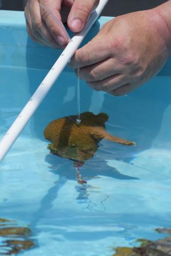 Climate Coral Rescue