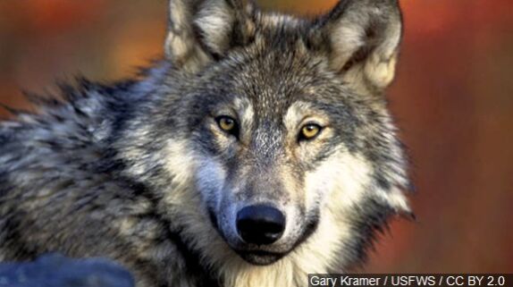 Endangered Gray Wolf Found Dead In Northern California