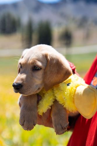 Palisades Tahoe New Avalanche Rescue Dog - Meet Binny