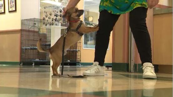 Nevada Humane Society Finds New Homes for 37 Dogs Abandoned in Sun Valley Park