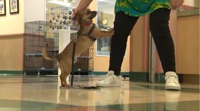 Nevada Humane Society Finds New Homes for 37 Dogs Abandoned in Sun Valley Park