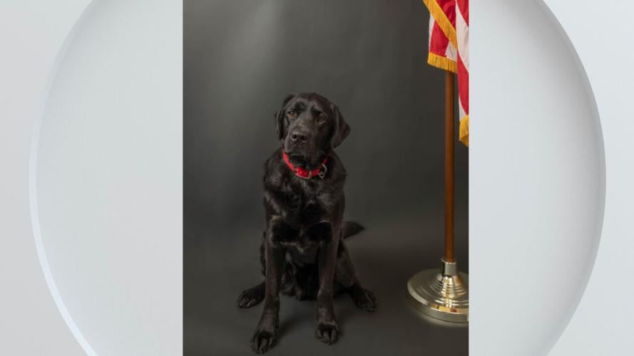 Boston the arson dog