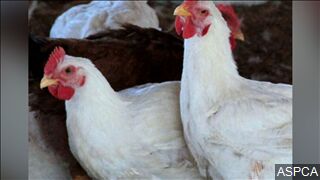 Bird Flu Found at Tyson Foods Chicken Supplier