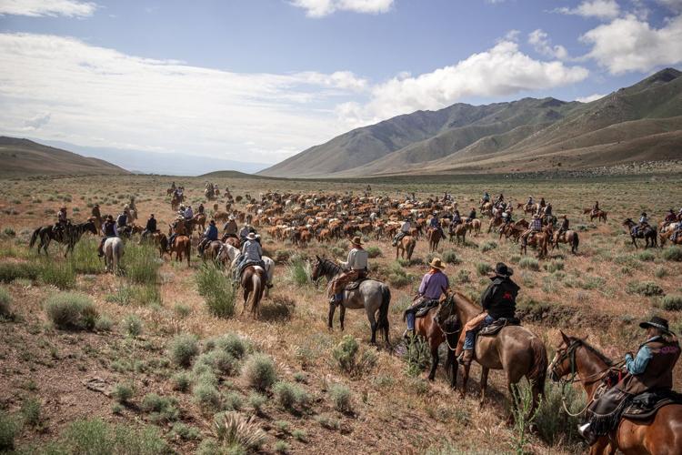 Reno Rodeo Cattle Drive 11.jpeg