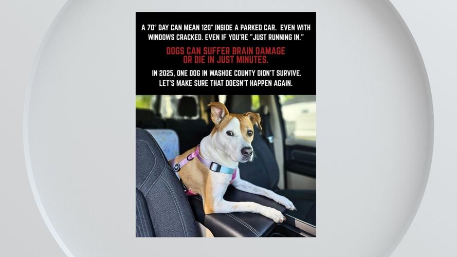 dogs in hot cars picture.jpg
