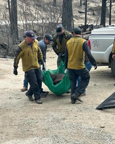 Davis Fire injured bear Nugget 3.jfif