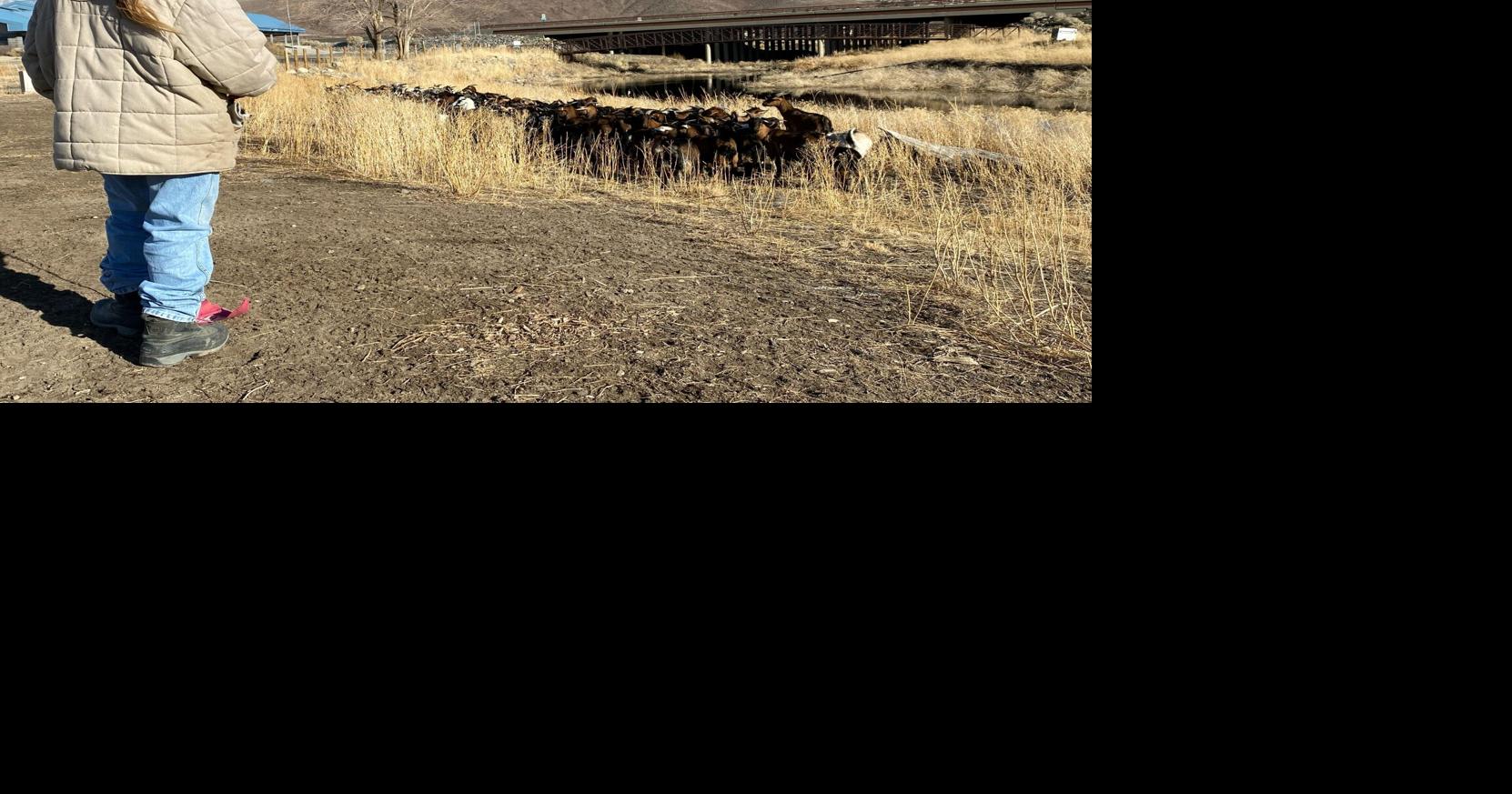 Targeted Goat Grazing Open House at Rosewood Nature Study Area | News ...