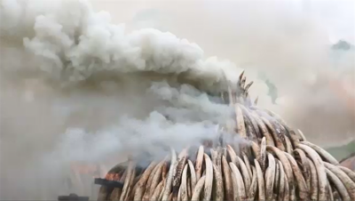 New Technology Helps Identify Ivory Poachers