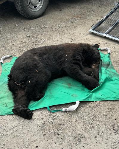 Davis Fire injured bear Nugget 2.jfif