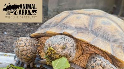 Animal Ark mourns loss of Mr. Peabody, beloved Desert Tortoise