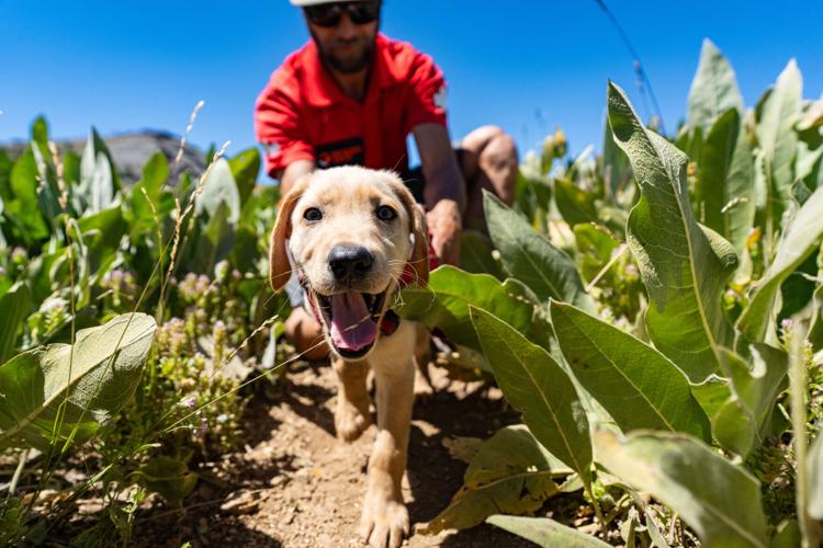 Palisades Tahoe New Avalanche Rescue Dog - Meet Binny