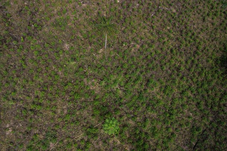 Climate Colombia Aerial Spraying