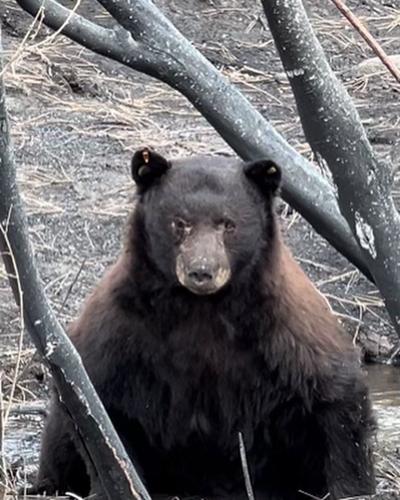 Davis Fire injured bear Nugget 1.jfif