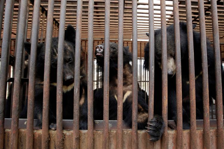 South Korea Bear Bile