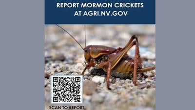 Mormon Crickets Reporting QR .jpg