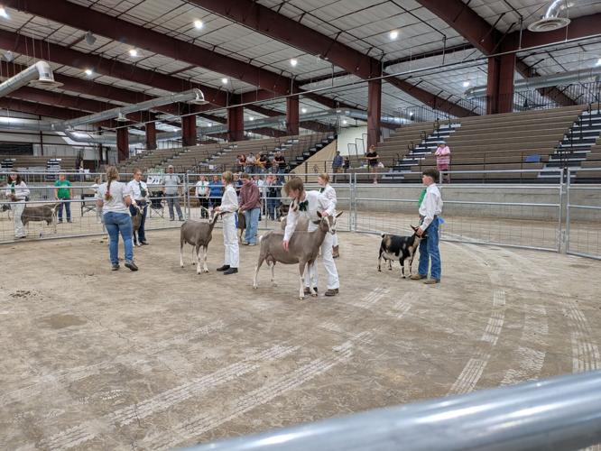 2025 NV 4-H Expo -dairy goat group judging.jpg
