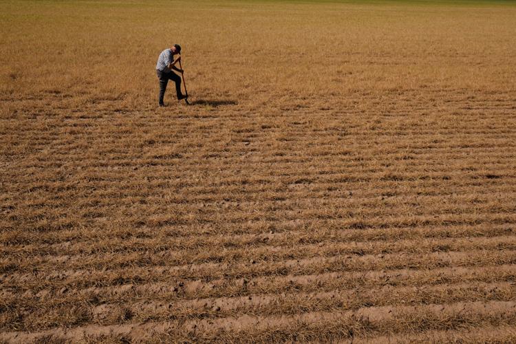 Climate Drought Wheat Farmers