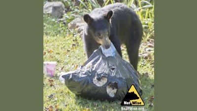 Black Bear in Garbage - Credit to BearWise website .jpg