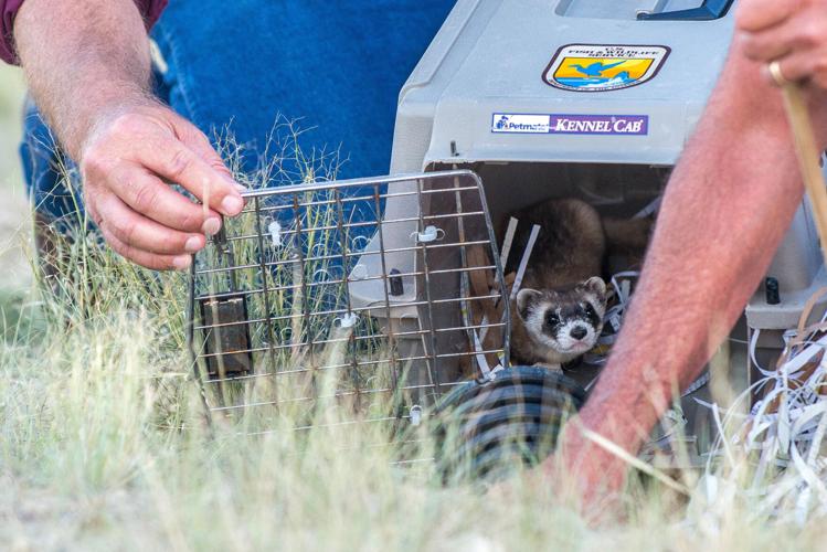 Ferret Reintroduction Population Collapse