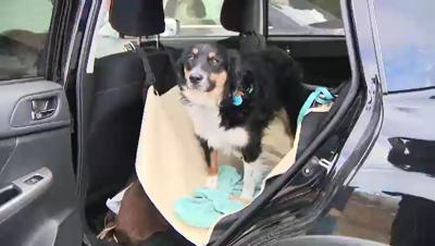 Keeping Your Pets Safe While Riding in the Car