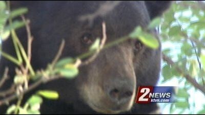 2 Convicted of Bear Trap Tampering at Lake Tahoe